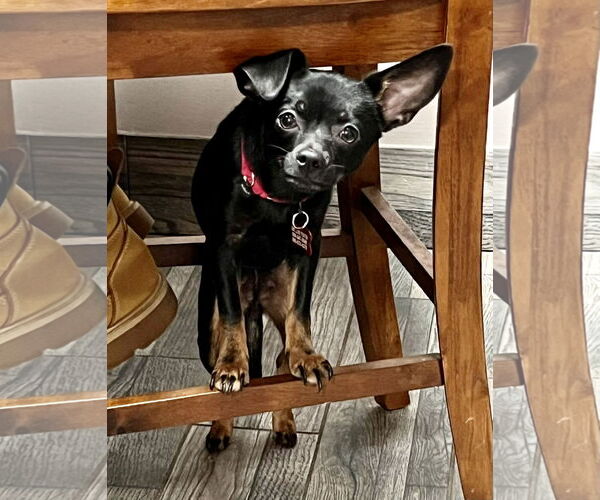 Medium Photo #6 Chihuahua-Unknown Mix Puppy For Sale in Mount Laurel, NJ, USA