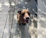 Small Photo #7 Labrador Retriever-Staffordshire Bull Terrier Mix Puppy For Sale in Chico, CA, USA