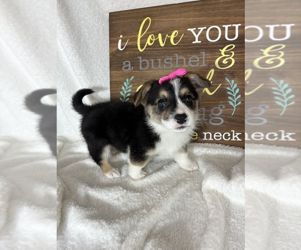 Medium Photo #5 Pembroke Welsh Corgi Puppy For Sale in GREENFIELD, IN, USA