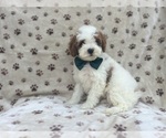 Small #6 Cavapoo