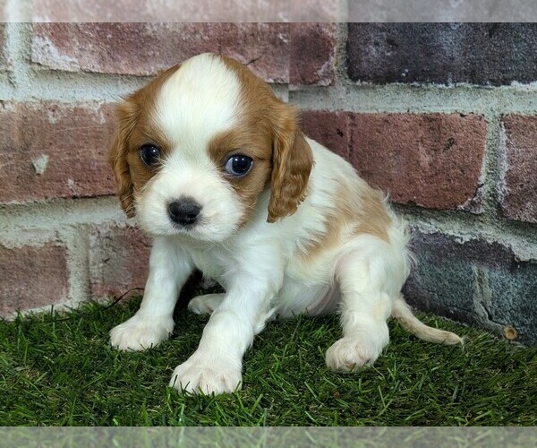 Medium Photo #11 Cavalier King Charles Spaniel Puppy For Sale in MOBERLY, MO, USA