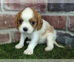 Small #10 Cavalier King Charles Spaniel