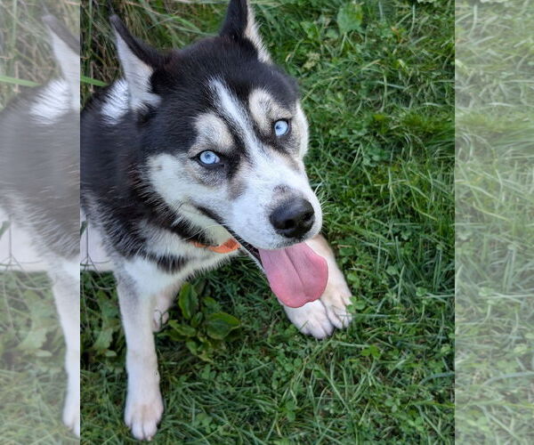 Medium Photo #9 Huskies -Unknown Mix Puppy For Sale in Brooklyn Center, MN, USA