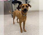 Small German Shepherd Dog Mix