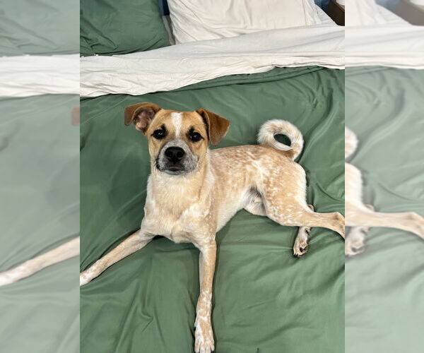 Medium Photo #17 Labrador Retriever-Unknown Mix Puppy For Sale in Brewster, NY, USA