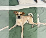 Small #16 Labrador Retriever Mix