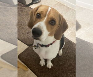 Boomer *Currently Unavailable* - Male Beagle-Unknown Mix Dog for Adoption - Photo #3