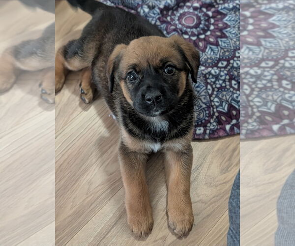 Medium Photo #1 American Staffordshire Terrier-German Shepherd Dog Mix Puppy For Sale in Chester, VA, USA