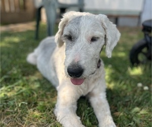 Old English Sheepdog Dogs for adoption in OLYMPIA, WA, USA