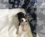 Small Photo #4 Rat Terrier Puppy For Sale in PLANTATION, FL, USA