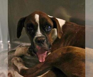 Boxer-Unknown Mix Dogs for adoption in San Antonio, TX, USA