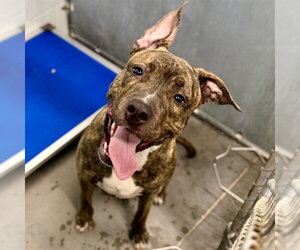 Plott Hound Dogs for adoption in Tavares, FL, USA