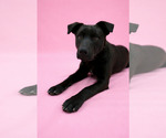 Small #4 Labrador Retriever Mix