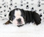 Small Photo #2 English Bulldog Puppy For Sale in COCO RIVER, FL, USA