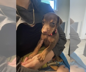 Doberman Pinscher Puppy for sale in LEXINGTON, NC, USA
