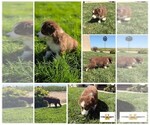 Puppy Puppy 1 Australian Shepherd