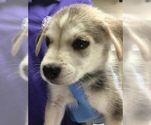 Siberian Husky-Unknown Mix Dogs for adoption in Conroe, TX, USA