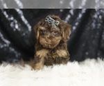 Small #1 YorkiePoo
