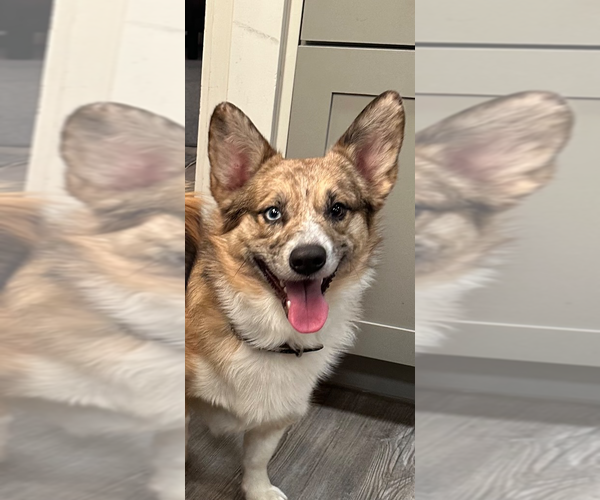 Medium Photo #1 Anatolian Shepherd-Unknown Mix Puppy For Sale in Emmett, ID, USA