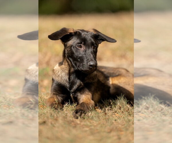 Medium Photo #7 Mutt Puppy For Sale in Imlay City, MI, USA