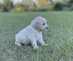 Small Photo #11 Golden Retriever Puppy For Sale in DOTHAN, AL, USA