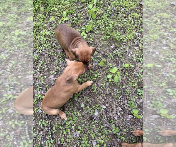 Medium Photo #2 Bulldog-Doberman Pinscher Mix Puppy For Sale in Springdale, PA, USA