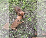 Small #1 Bulldog-Doberman Pinscher Mix