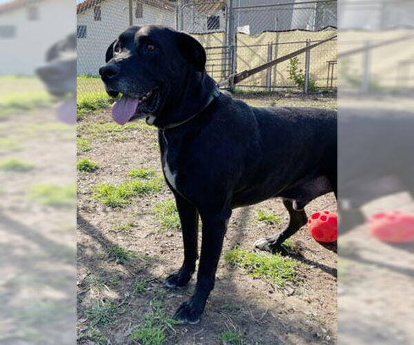 Medium Photo #2 Labrador Retriever-Unknown Mix Puppy For Sale in Ventura, CA, USA