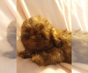 Shih Tzu Puppy for sale in LAUREL, MS, USA