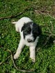 Small Photo #8 Pyredoodle Puppy For Sale in NASHVILLE, TN, USA