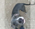 Small #2 American Pit Bull Terrier Mix