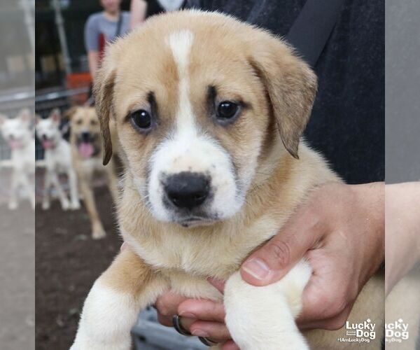 Medium Photo #5 Retriever -Unknown Mix Puppy For Sale in Washington, DC, USA