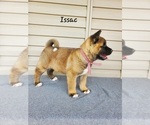 Image preview for Ad Listing. Nickname: Litter of 4