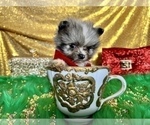Small Photo #10 Pomeranian Puppy For Sale in HAYWARD, CA, USA
