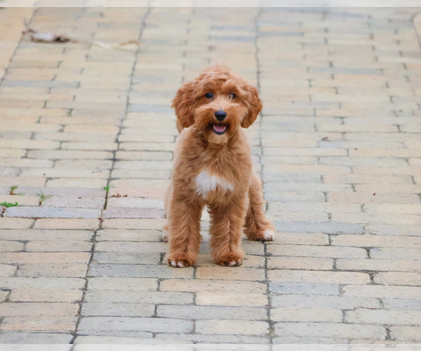 Medium Photo #5 Goldendoodle mix (+ Poodle Miniature) Puppy For Sale in SYRACUSE, IN, USA