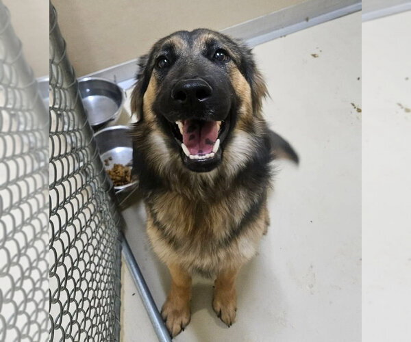 Medium Photo #2 German Shepherd Dog Puppy For Sale in Lakewood, CO, USA