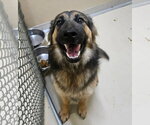 Small #1 German Shepherd Dog