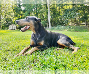 Doberman Pinscher Puppy for sale in NEWTON, NC, USA