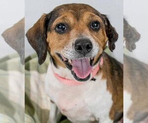 Beagle-Unknown Mix Dogs for adoption in Kennesaw, GA, USA