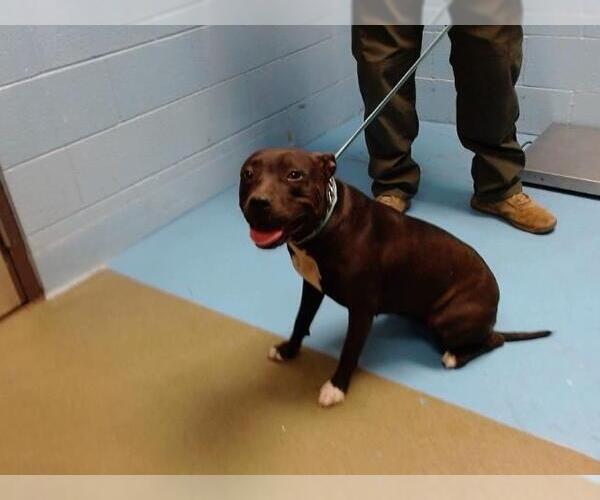 Medium Photo #1 American Pit Bull Terrier Puppy For Sale in Moreno Valley, CA, USA