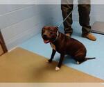 Small American Pit Bull Terrier