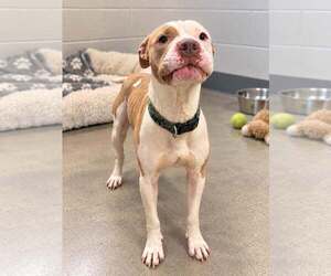 Mutt Dogs for adoption in Westwood, NJ, USA