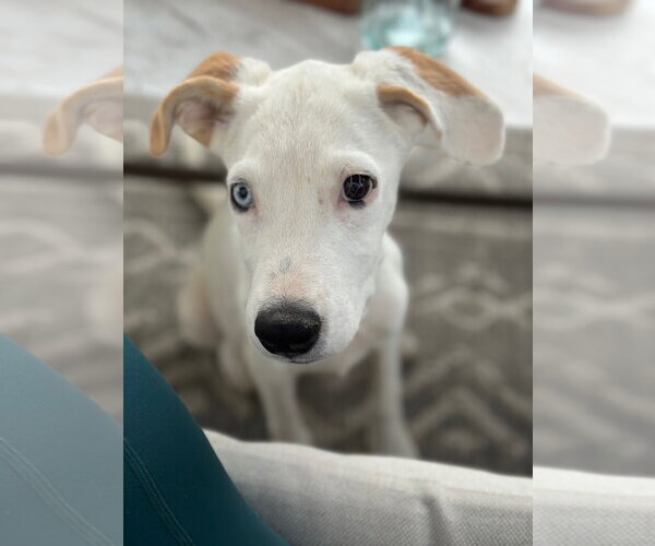 Medium Photo #1 Labrador Retriever-Unknown Mix Puppy For Sale in Sandy, UT, USA