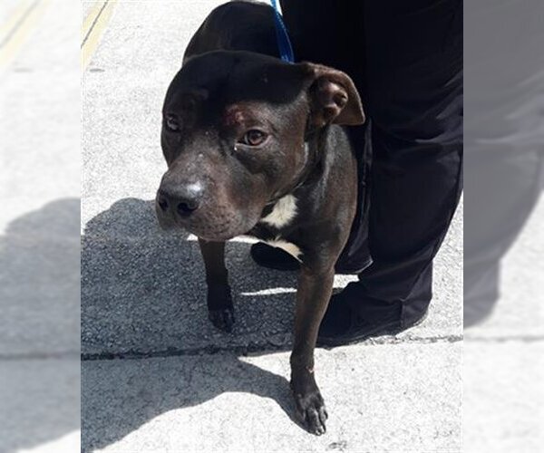 Medium Photo #1 American Pit Bull Terrier Puppy For Sale in Green Cove Springs, FL, USA