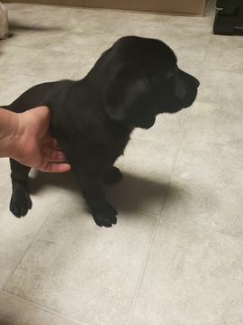 Medium Photo #9 Labrador Retriever Puppy For Sale in RENO, NV, USA