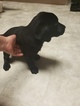 Small Photo #9 Labrador Retriever Puppy For Sale in RENO, NV, USA