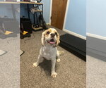Small Cocker Spaniel