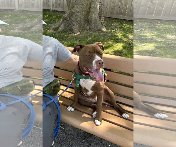 Medium Photo #21 American Pit Bull Terrier-American Staffordshire Terrier Mix Puppy For Sale in Techny, IL, USA