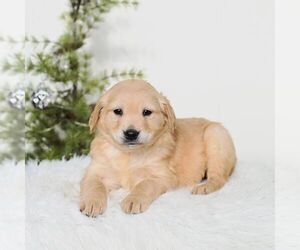 Golden Retriever Puppy for sale in NEWPORT, PA, USA