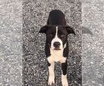Puppy Buster American Staffordshire Terrier